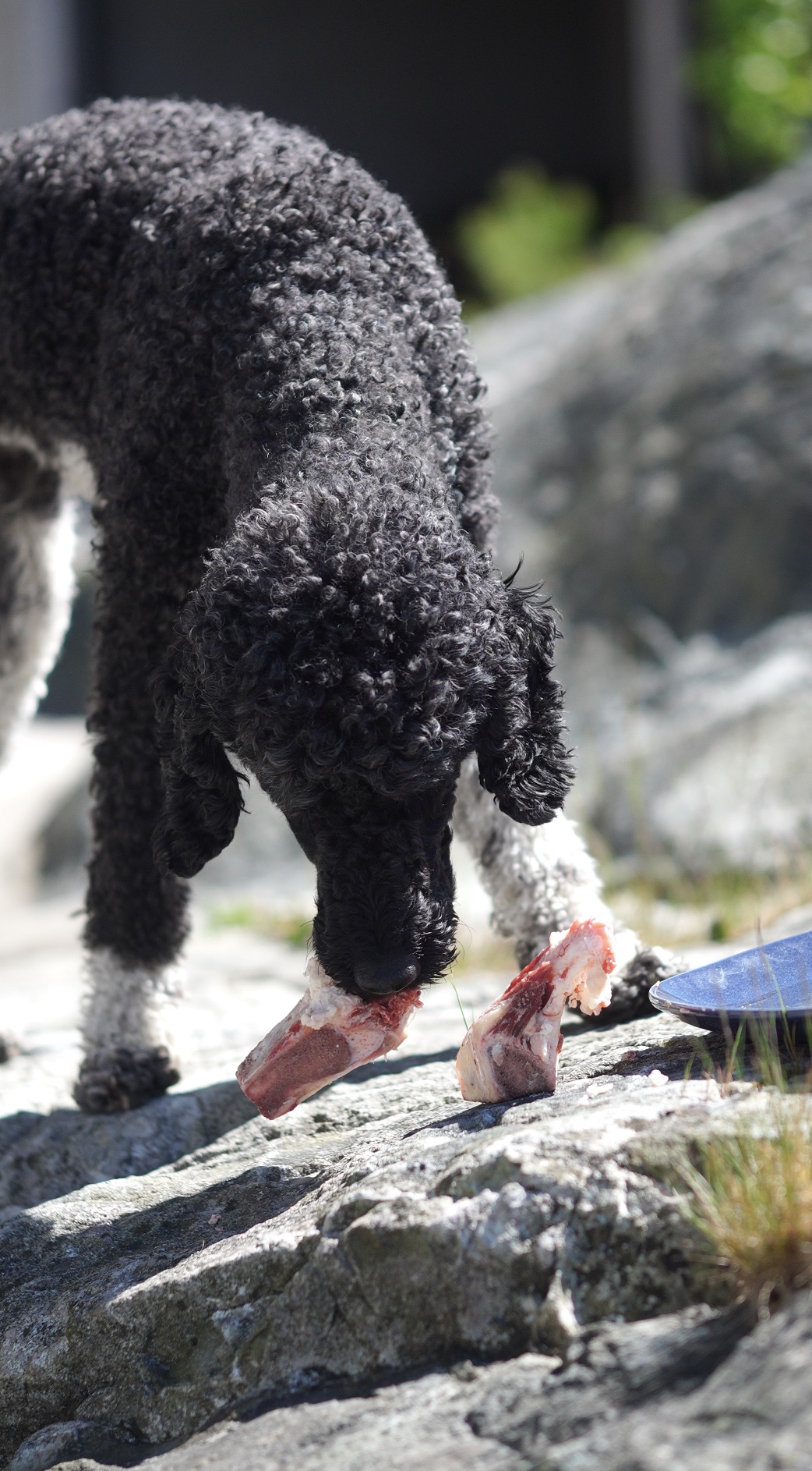 Webinar: Hund og tyggebein